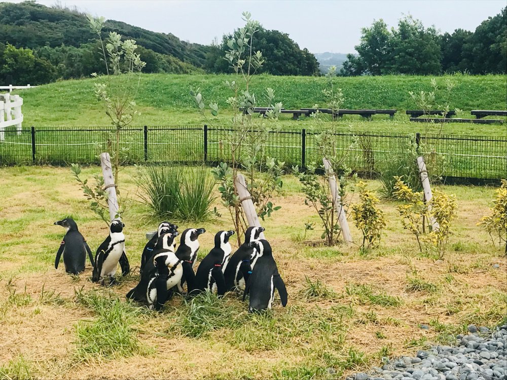 🌻 나가이 바닷가 공원 솔레이유 언덕(나가이 우미노테 코엔 소레이유노오카) 이미지 3